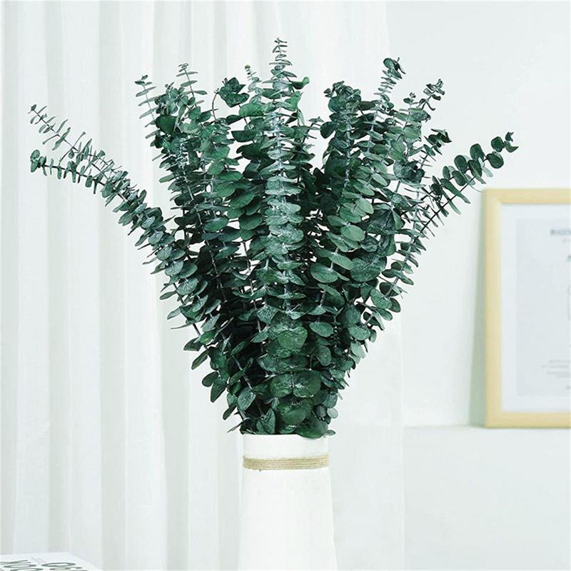 10 pièces de vraies feuilles d - Eucalyptus Preserved avis et prix